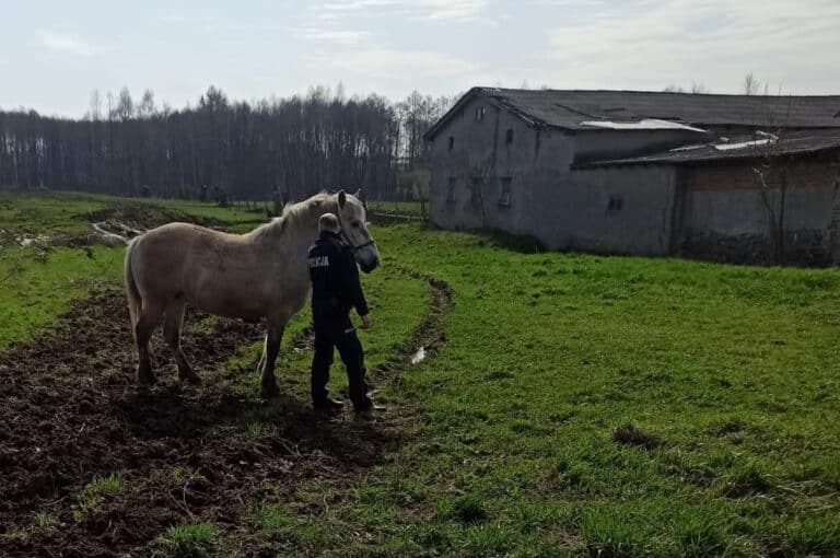 Lubawska Policja schwytała… konia