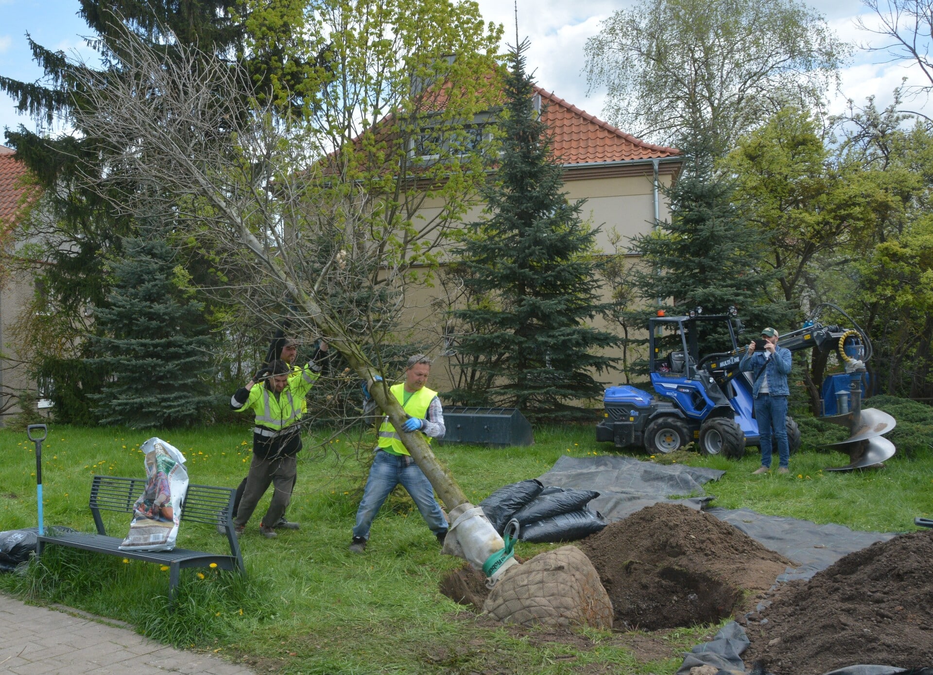 20-letni dąb został wkopany na Placu Solidarności przyroda Olsztyn, Wiadomości