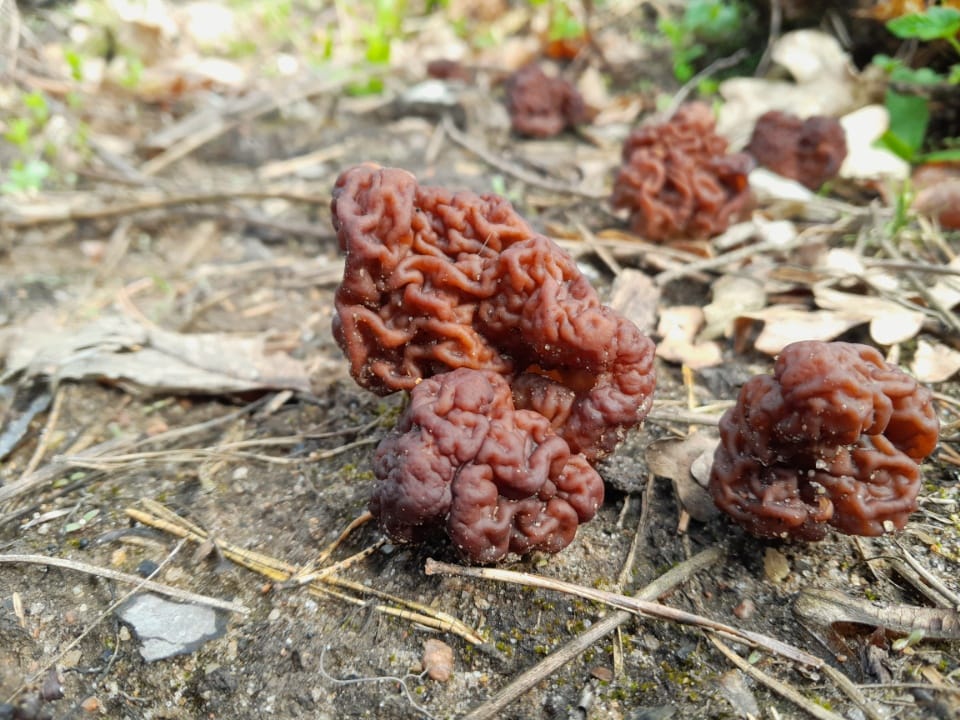 W warmińskich lasach pojawił się silnie trujący grzyb przyroda Wiadomości, zShowcase
