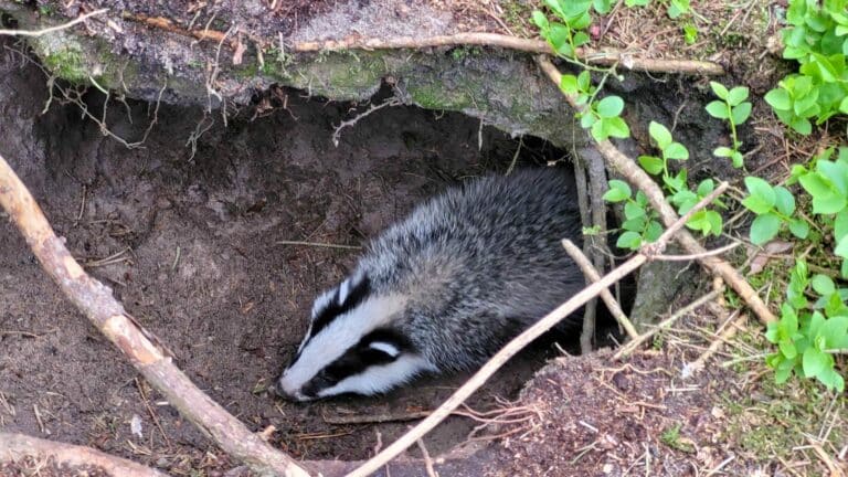 Niesamowite spotkanie leśnika z młodymi borsukami