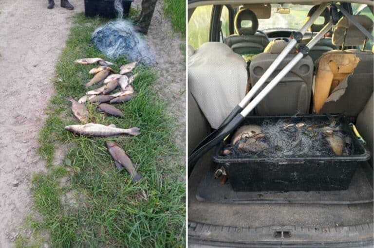 Rodzinne kłusownictwo: dziadek i wnuk złapani z 20 kg ryb!