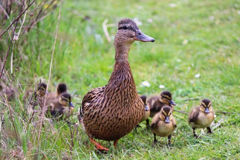 Fontanna-pułapka: strażnicy miejscy ratują kaczuszki