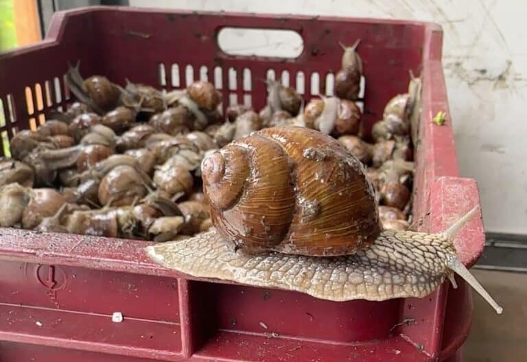 Czy to koniec tej branży? Brak chętnych do zbierania ślimaków