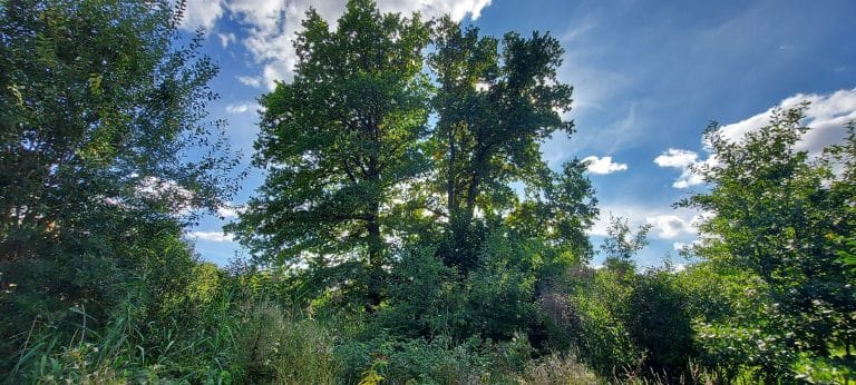 Dęby z Warmii w konkursie „Drzewo Roku”