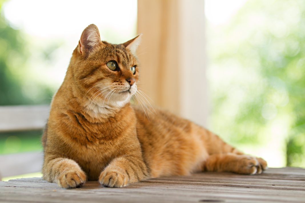 Lovely red cat on wooden table