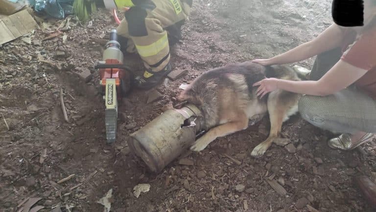 Nietypowa akcja strażaków. Dwie godziny ratowali psa uwięzionego w kance po mleku