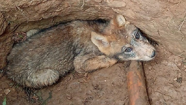 Bohaterska postawa dzieci. Uratowały młodego wilka