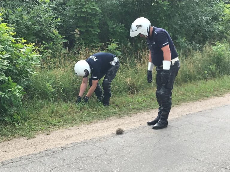 Policjanci z drogówki na ratunek jeżom. Nietypowa interwencja w Nidzicy