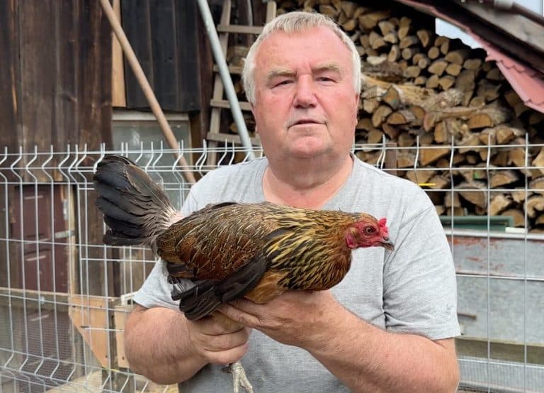 Niesamowity powrót porwanej kury. Uciekła z lisiej nory i sama wróciła do kurnika