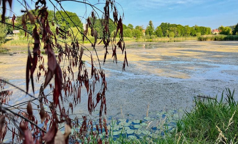 Zielony kożuch Jeziora Długiego zostanie usunięty mechanicznie