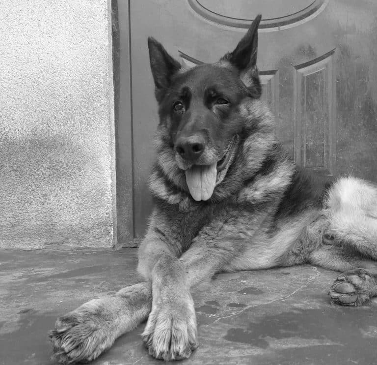 Odszedł wierny funkcjonariusz. Bohater olsztyńskiej policji