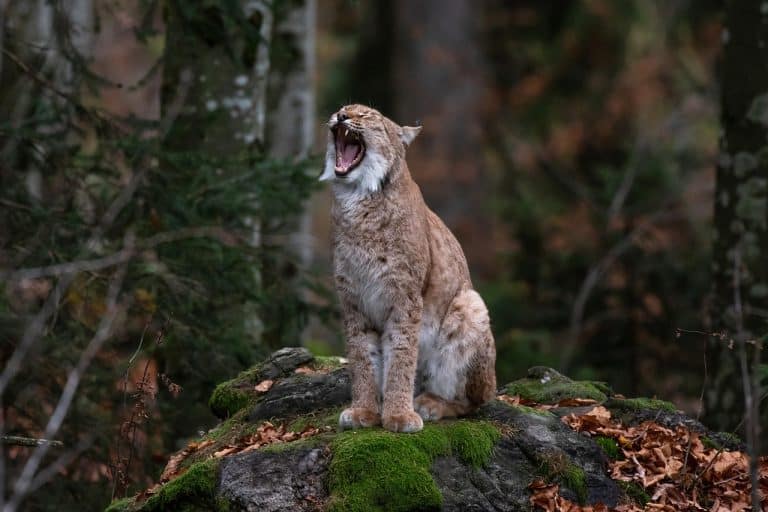 Rysie podchodzą pod Olsztyn. Są już blisko