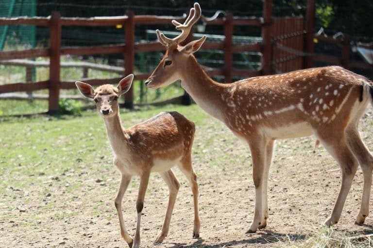 Turystyczna atrakcja czy hodowla mięsna? Prawda o popularnej atrakcji mazurskiej