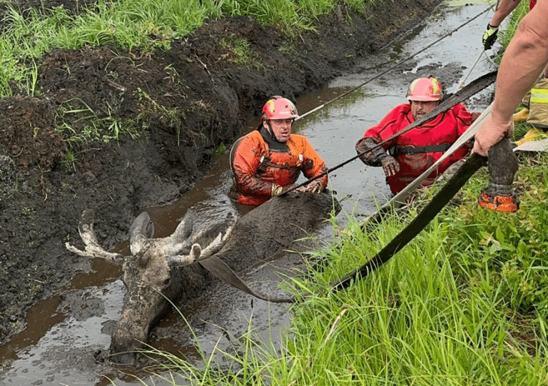 Strażacy uratowali tonącego w błocie łosia
