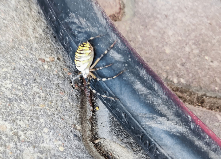 Jadowite pająki już w Olsztynie! Czaił się w popularnym miejscu