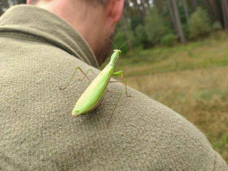 Zaskakujące odkrycie leśnika wskazuje na zmiany klimatyczne w naszym regionie?