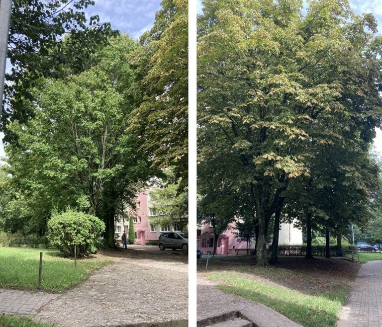 Kolejne drzewa idą pod top&oacute;r. Mieszkańcy są załamani