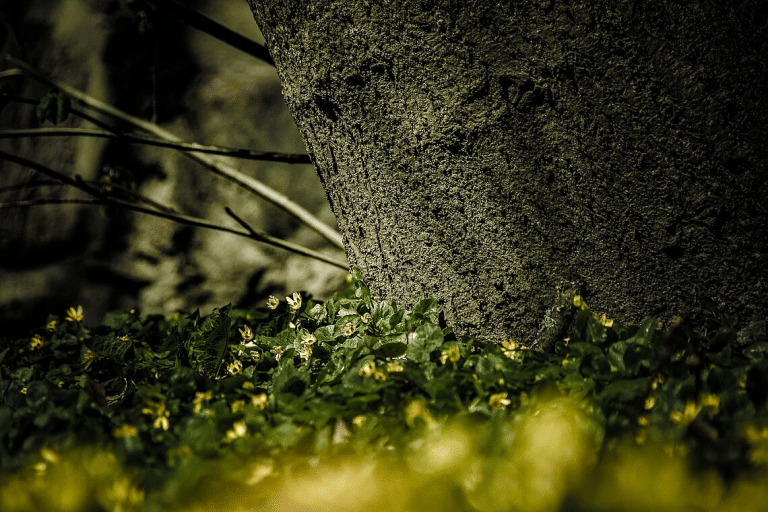 Zwiększa się liczba pomnik&oacute;w przyrody w Olsztynie: kolejne drzewa dodane do rejestru