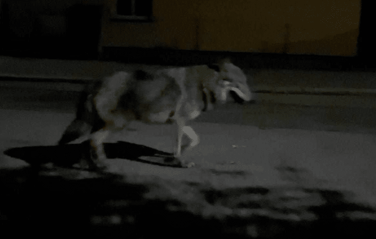 Wilk spacerował po miejscowości na Warmii i Mazurach jak po swoim terytorium