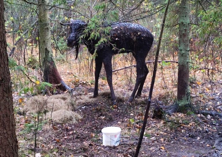 Dzięki współpracy leśników i myśliwych udało się uratować uwięzionego łosia