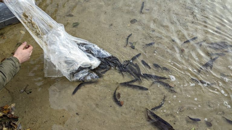 Leśnicy z Olsztyna zarybili jezioro Czerwonka Mała szczupakiem