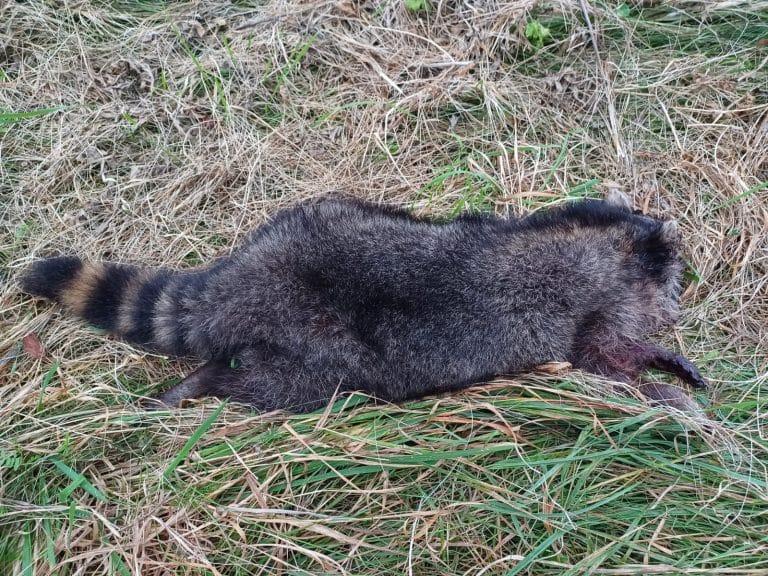 Inwazyjny szop pracz dotarł w okolice Olsztynka