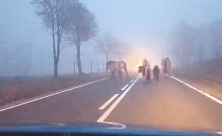 Winne fajerwerki? Konie, kucyki i… osiołek spacerowały drogą wojewódzką w Nowy Rok