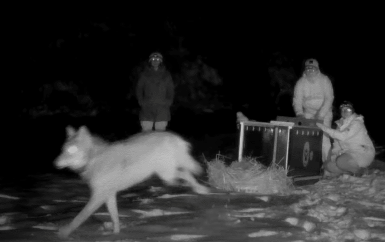 Młody wilk potrącony na drodze krajowej. Leśnicy nagrali film