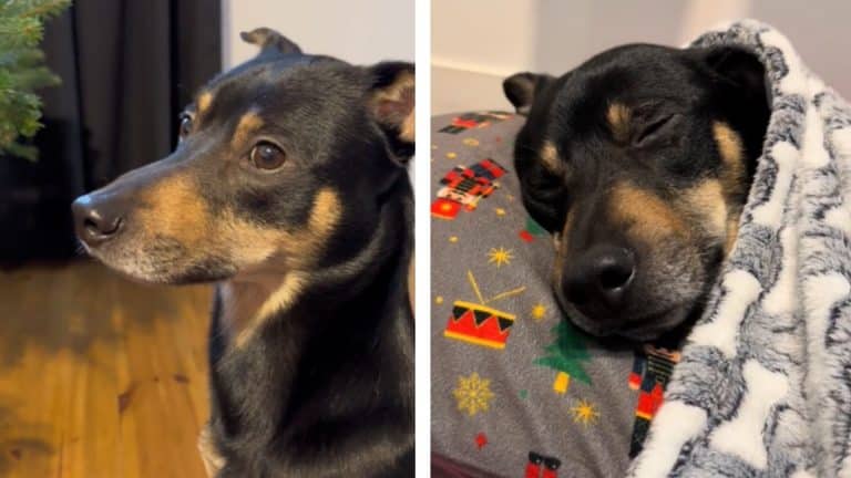 Kundelek warmiński Charlie podbija TikToka. Oto jego niezwykły talent