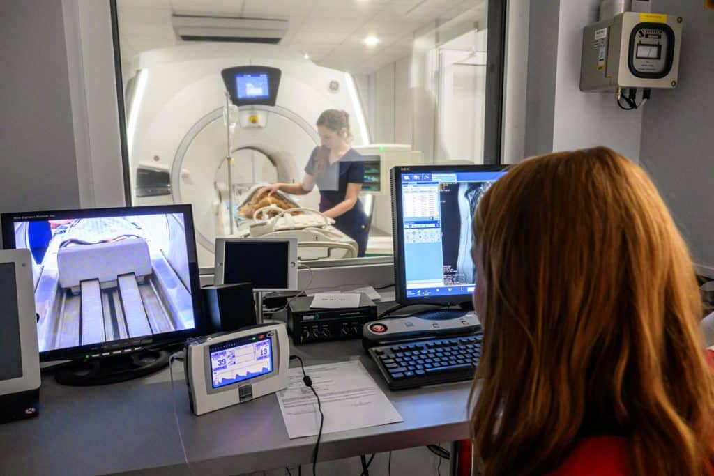 Innowacje w leczeniu zwierząt. UWM z pracownią tomografii i rezonansu na światowym poziomie uwm Olsztyn, Wiadomości, zShowcase