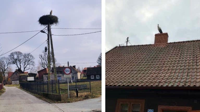 Pierwszy bocian powrócił do Krutyni wcześniej niż zwykle