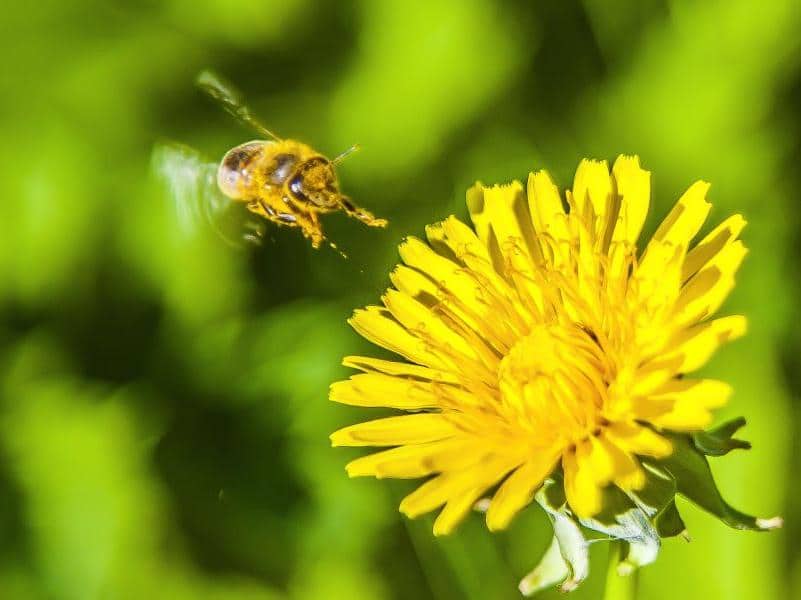 Samorządy na ratunek pszczołom. Warmińsko-Mazurskie finansuje zielone projekty przyroda Olsztyn, Wiadomości, zShowcase