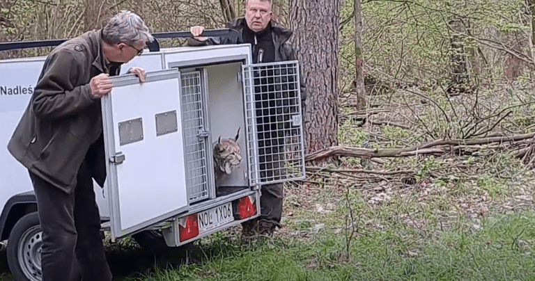 Martwy ryś znaleziony pod Olsztynkiem. Sprawę bada policja