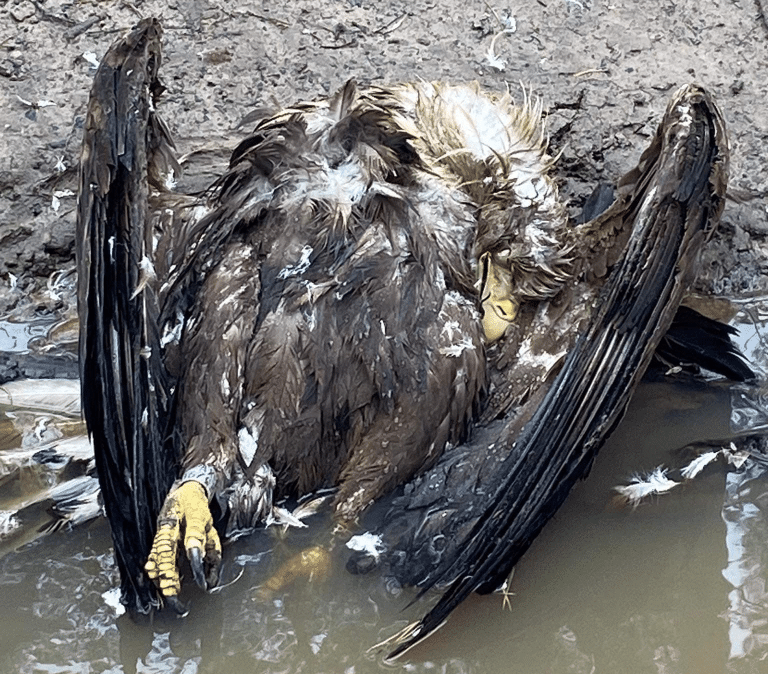 Na terenie gminy Frombork znaleziono martwego orła bielika