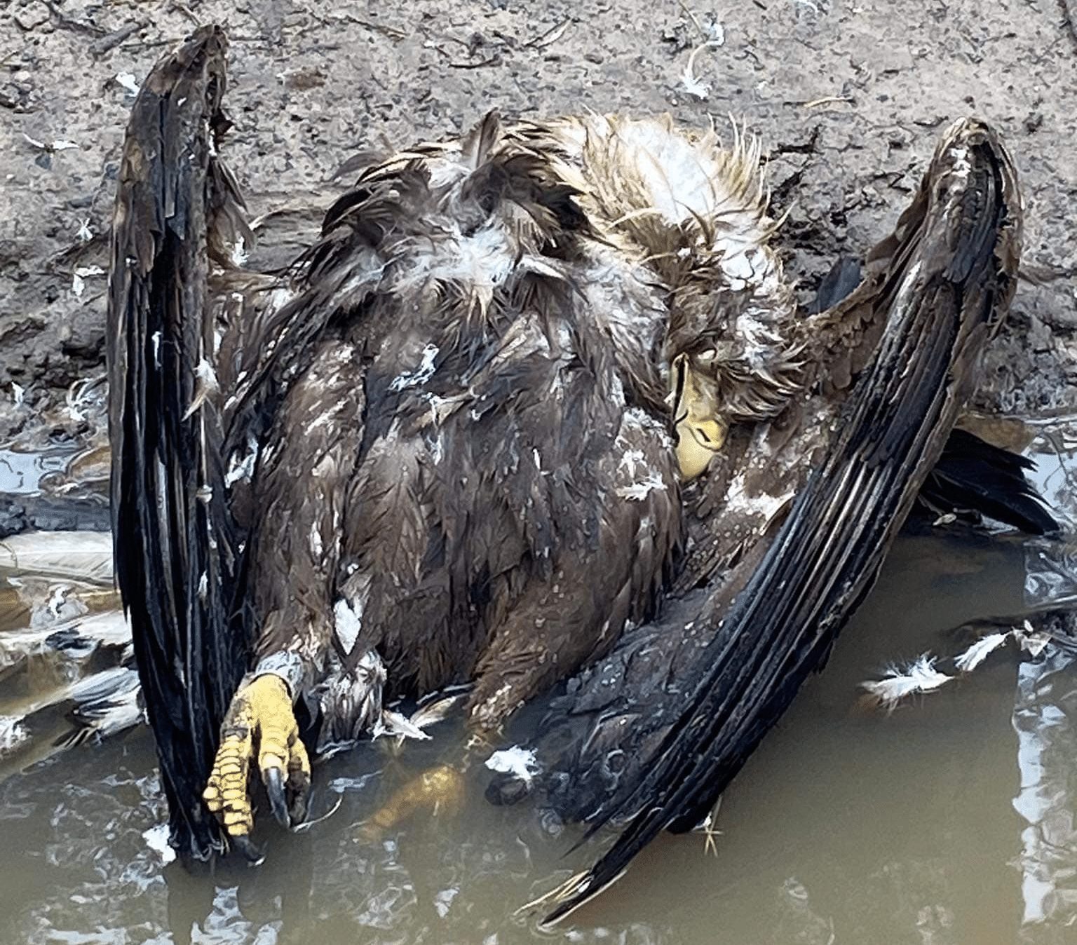 Na terenie gminy Frombork znaleziono martwego orła bielika przyroda Braniewo, Wiadomości, zShowcase
