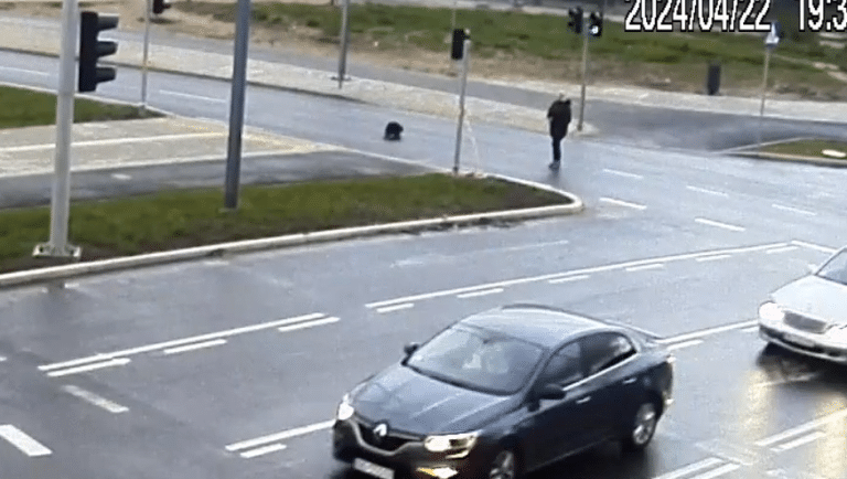 B&oacute;br na przejściu dla pieszych, czekał na zielone światło, aby przejść przez ulicę