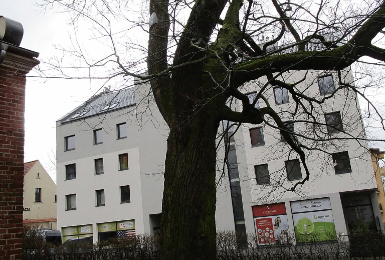 Klon u progu historii: dramat drzewa przy zabytkowej kaplicy w cieniu decyzji o wycince