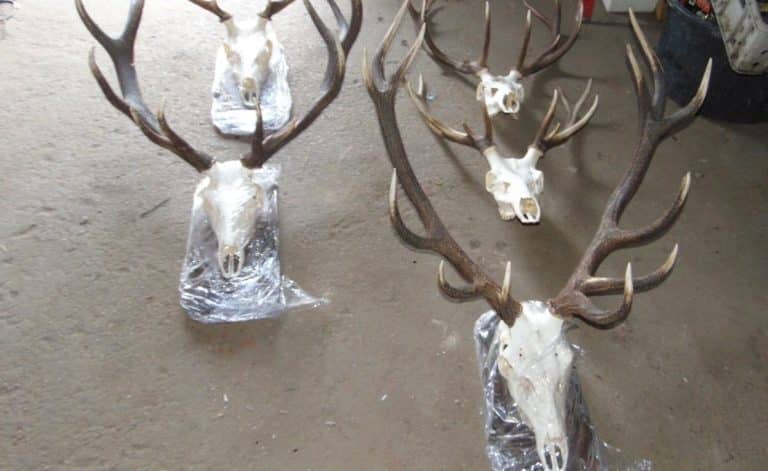 Jelenie wieńce warte fortunę. Nietypowe włamanie i kradzież