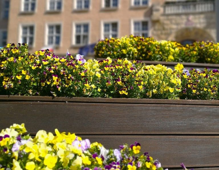 Bratki z ratusza szukają nowego&hellip; ogr&oacute;dka