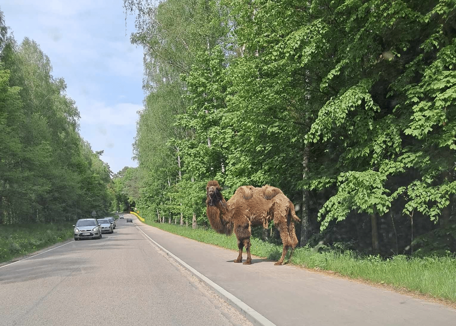 Czy to miraż? Wielbłąd widziany na warmińskiej drodze! ruch drogowy Wiadomości