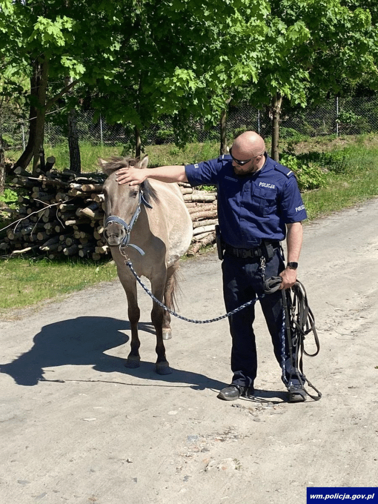 Policjanci w nietypowej roli: od łapania przestępc&oacute;w do łapania&hellip; koni.
