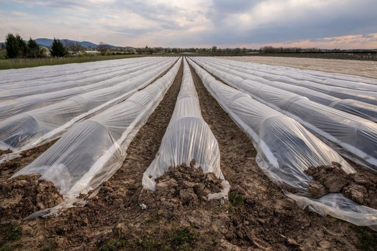 Jak chronić warzywa w ogrodzie przed chłodem i gradem