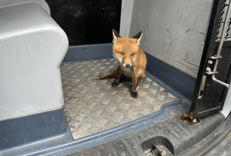 Policjanci ratują wystraszonego lisa biegającego po drodze