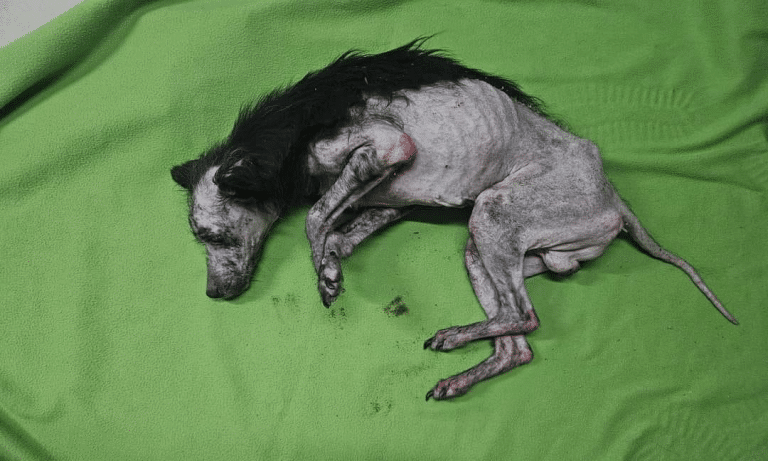 Sąd ukarał oprawców Krapka!