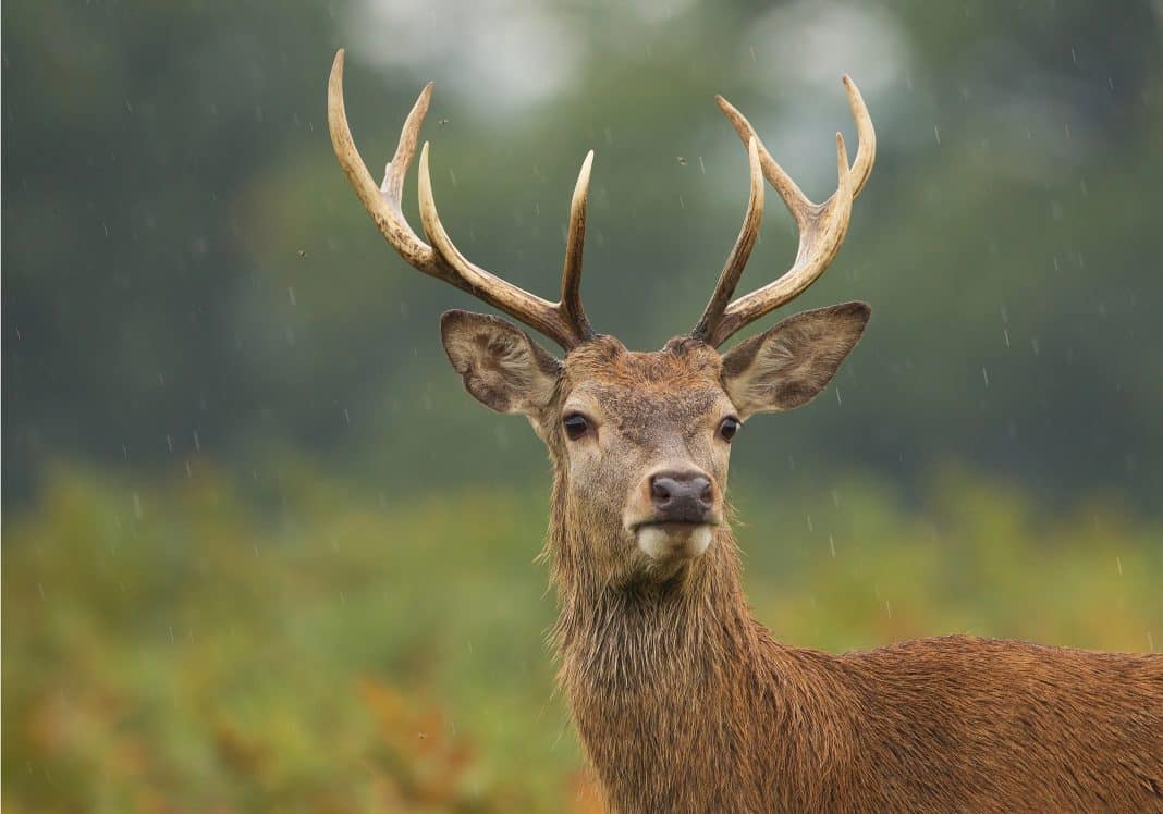 Young male of red deer standing in high fern