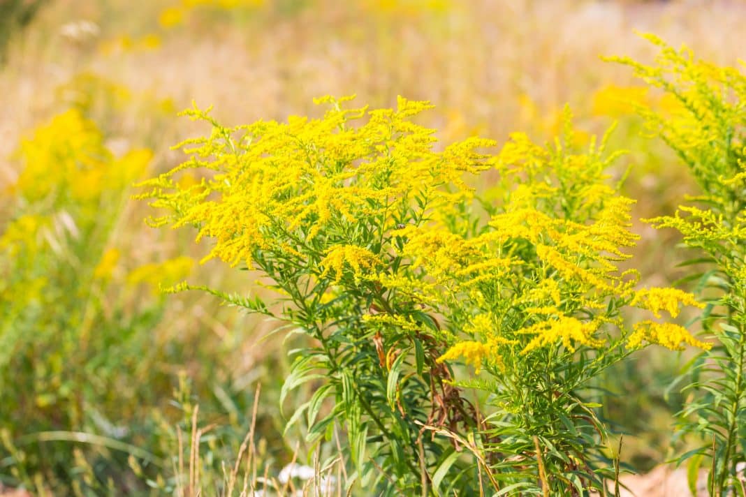 Beautiful yellow goldenrod flowers