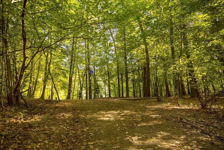 Nowe lasy ochronne w Olsztynie