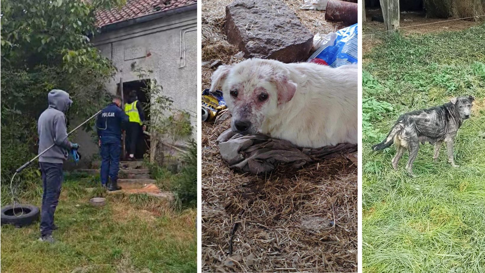 Piekło psów pod Olsztynem. Wycieńczone, wygłodzone, łysiejące czekały na... zwierzęta Olsztyn, Wiadomości, zShowcase