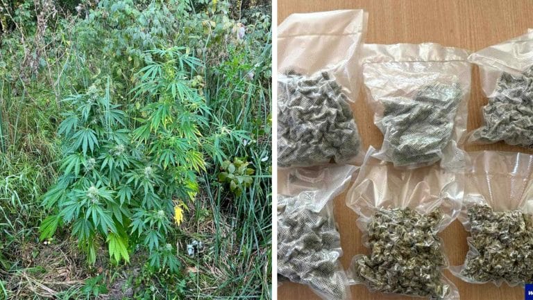 Niecodzienne „zapasy” na zimę. Ponad pół kilo marihuany – Lubię się wyluzować, tłumaczył