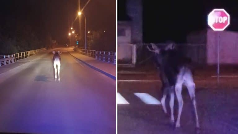 Łoś wyszedł na miasto – policja zadbała, żeby wrócił przed świtem